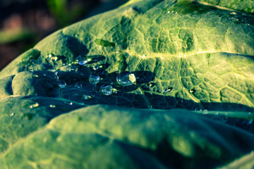drops of water on a leaf