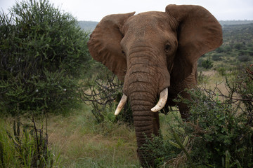 Fototapeta na wymiar Large Bull Elephant in Kenya, Africa