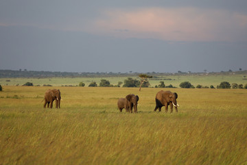 Naklejka na ściany i meble Group of Elephants on Savannah in Kenya, Africa