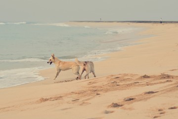 Dogs playing on the sea shore.