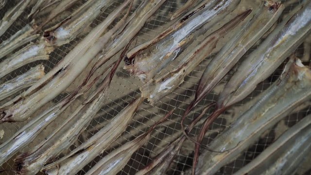 Dry out fishes in sunny day