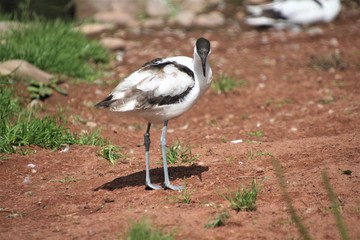A view of an Avocet