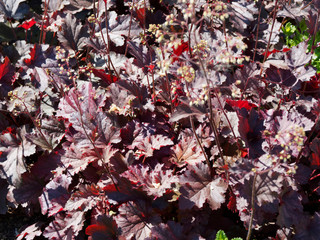 Heuchère pourpre ou Heuchera Micrantha 'Palace purple', plante ornementale aux panicules de fleurs d'aspect rosâtre entourées d'un feuillage pourpre et métallique