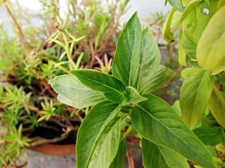beautiful natural green salad small plant leaves with soft focused blurry background