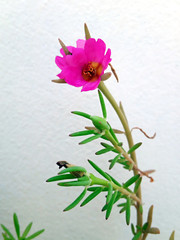 tropical natural fresh pink flower on twig with shallow focused small green leaves and soft focus white blurry background