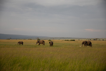 Group of Elephants on Savannah in Kenya, Africa