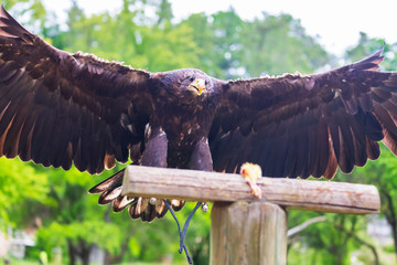 Haliaeetus albicilla - Sea Eagle - falconry guided by landing on a wooden beam. The eagle has its...