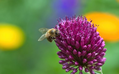 Honeybee on a purple flower in summer in the shade, Allium, bee