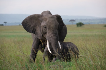 Elephant Mother with Young Calf in Kenya, Africa