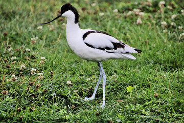 A view of an Avocet