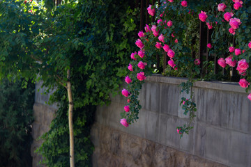 Beautiful pink flowers hanging from the top of the green wall