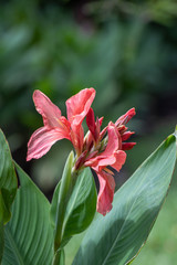 Fototapeta premium Beautiful Canna indica flower or Edible canna flower in a garden. (family: cannaceae, class: liliopsida)