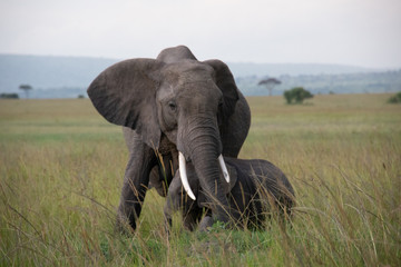 Fototapeta na wymiar Elephant Mother with Young Calf in Kenya, Africa