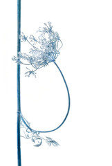 A fragment of a plant. Imitation of a watercolor painting. White background. Watercolor drawing in blue. Painting Stem, leaves of a dry plant. Contrast graphics. Abstract composition