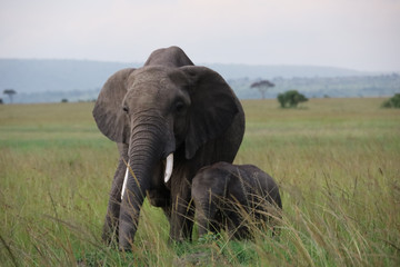 Fototapeta na wymiar Elephant Mother with Young Calf in Kenya, Africa