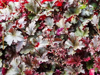 Heuchère pourpre ou Heuchera Micrantha 'Palace purple', plante ornementale aux panicules de fleurs...
