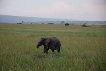 Naklejka na ściany i meble Young Elephant Calf in Kenya, Africa