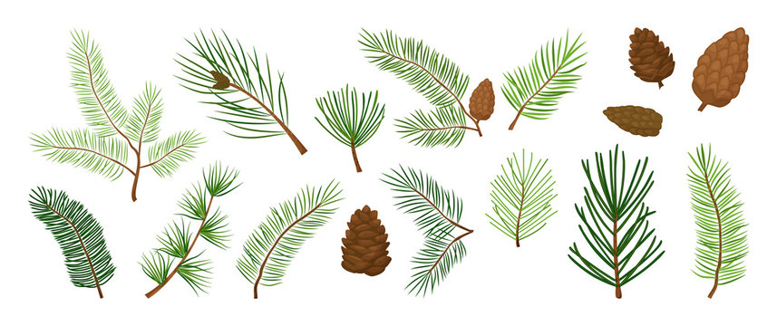 Christmas tree branches, fir and pine cones, evergreen vector set, holiday decoration, winter symbols isolated on white background. Nature illustration