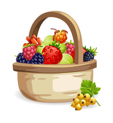 set of berries, fruit, ripe fruit, mulberry, BlackBerry, raspberry, unabi, strawberry, currant, cloudberry, fresh fruit, on white background,