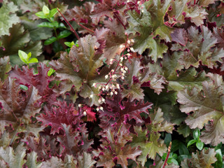 Heuchera Micrantha 'Palace purple' - Heuchère pourpre aux minuscules panicules de fleurs...