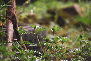 Forest