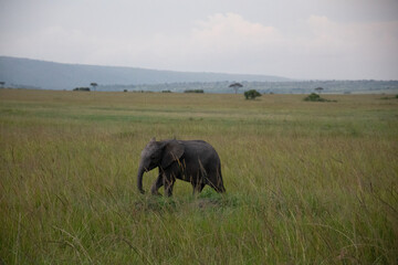 Young Elephant Calf in Kenya, Africa