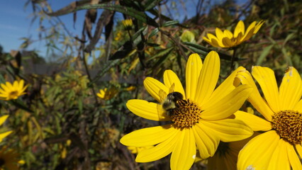 bee on yellow flower