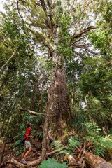 Hiker on the roots of giant Kauri Tree