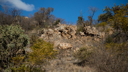 Beautiful landscape of autumn, winter savanna in South Africa