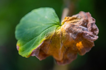 macro of a butterfly