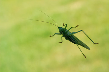 jumping grasshopper