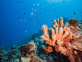 Seascape in turquoise water of coral reef in Caribbean Sea / Curacao with fish, coral and Vase Sponge