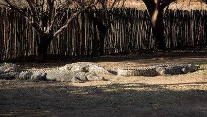 many large Nile crocodiles lie on the ground