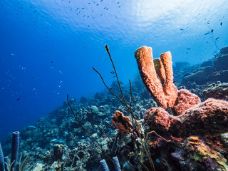 Seascape in turquoise water of coral reef in Caribbean Sea / Curacao with fish, coral and Vase...