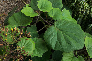 Flora. Bushes. Closeup view of a Senecio petasitis, also known as Velvet Groundsel, red flower buds and beautiful green leaves foliage and texture, growing in a pot. 
