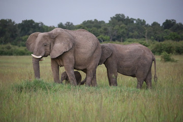 Naklejka na ściany i meble Elephants with Young Calf in Kenya, Africa