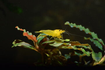 Caridina logemanni gelbe Garnele