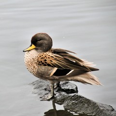 A view of a Yellow Billed Duck