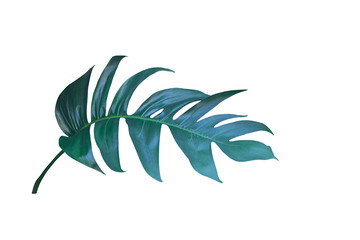 Di-cut leaves, the leaves resting on a white scene with work path.