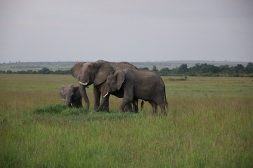 Group of Elephants in Kenya, Africa