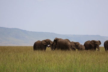 Naklejka na ściany i meble Group of Elephants in Kenya, Africa