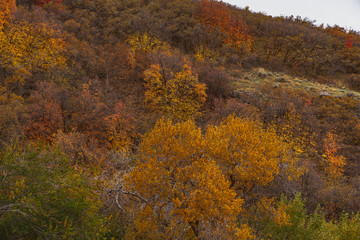 Fototapeta premium Utah mountain trail 7