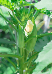 Close-up okra (Abelmoschus esculentus) flower buds and pods at raised bed garden near Dallas, Texas, USA