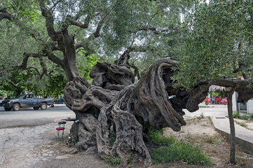The Oldest Olive of Zakynthos, Greece