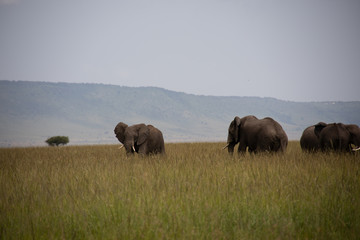 Group of Elephants in Kenya, Africa