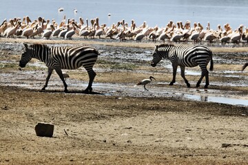 Fototapeta na wymiar A view of a Zebra in Kenya