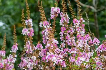 Obraz premium Selective focus Lagerstroemia Speciosa flower are blooming in a garden. Beautiful sweet purple flower.Common name know Giant crepe-myrtle flower,Queen's crepe-myrtle,pride of India.