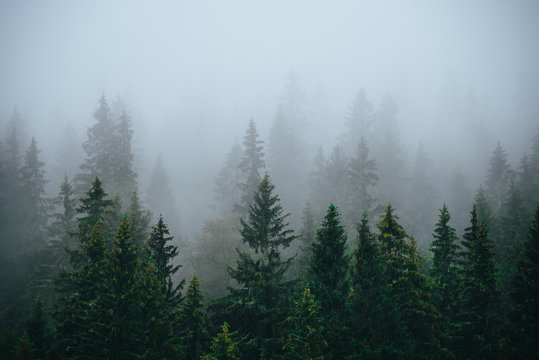 Misty landscape with fir forest in hipster vintage retro style. © kovop58