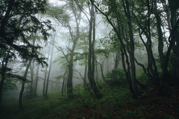 Panorama of foggy forest. Fairy tale spooky looking woods in a misty day. Cold foggy morning in horror forest.