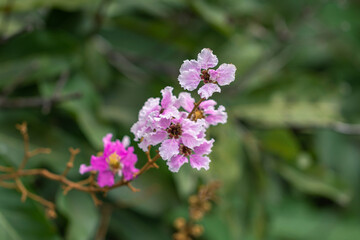Selective focus Lagerstroemia Speciosa flower are blooming in a garden. Beautiful sweet purple flower.Common name know Giant crepe-myrtle flower,Queen's crepe-myrtle,pride of India.